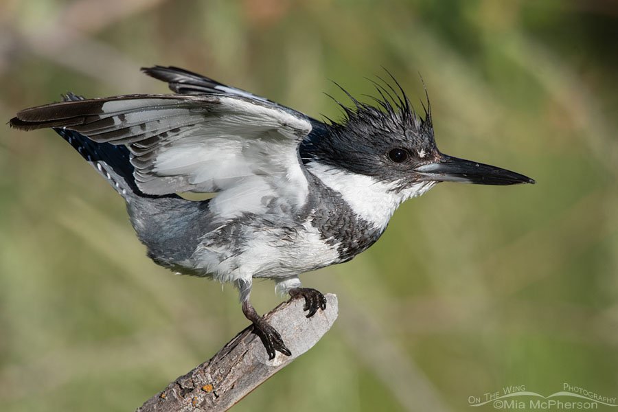 Excited adult male Belted Kingfisher, Wasatch Mountains, Summit County, Utah