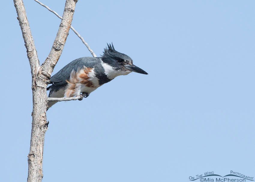 Female Belted Kingfisher getting ready to lift off, Salt Lake County, Utah