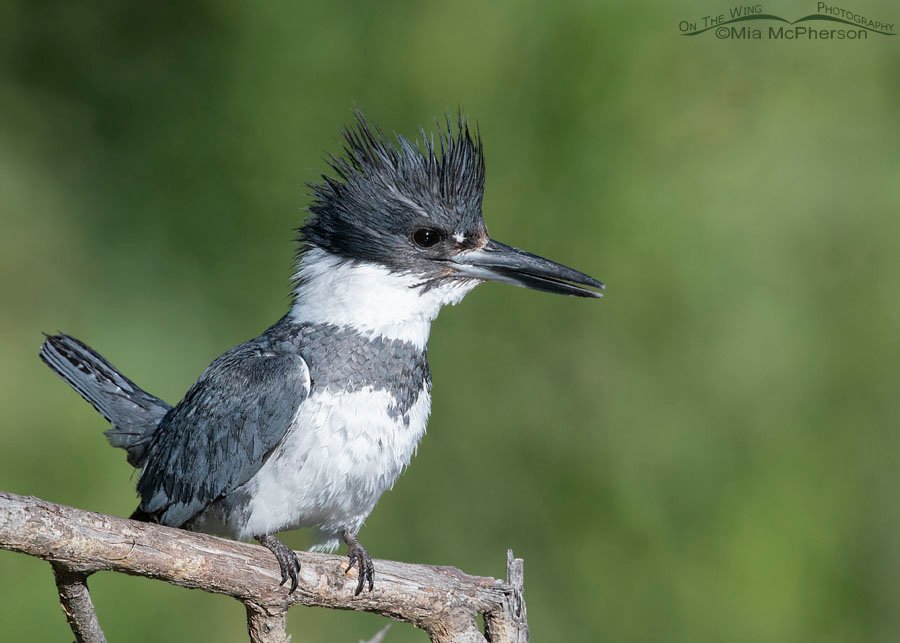 Perky and alert male Belted Kingfisher Perky and alert male Belted Kingfisher, Wasatch Mountains, Summit County, Utah