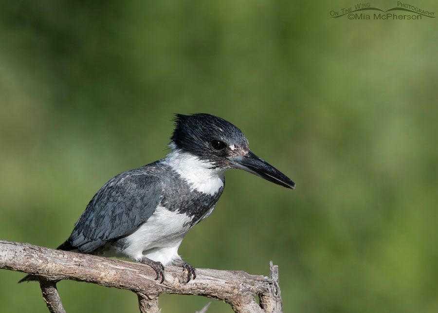 Male Belted Kingfisher with his feathers slicked down, Wasatch Mountains, Summit County, Utah