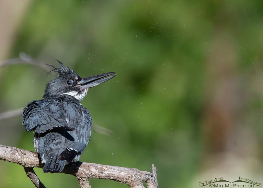 Goofy looking male Belted Kingfisher, Wasatch Mountains, Summit County, Utah