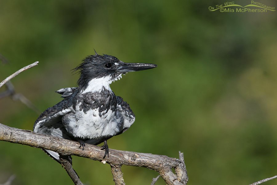Belted Kingfisher male shaking after catching and eating prey, Wasatch Mountains, Summit County, Utah