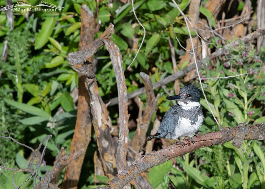 Male Belted Kingfisher perched in front of wildflowers, Wasatch Mountains, Summit County, Utah