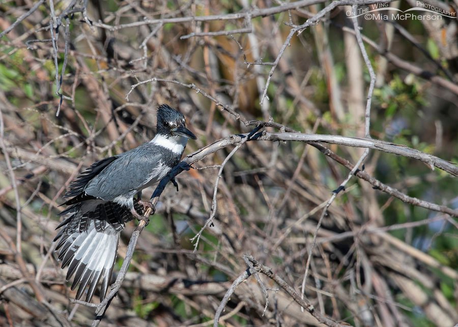 Adult Belted Kingfisher male stretching his wings over a creek, Wasatch Mountains, Summit County, Utah