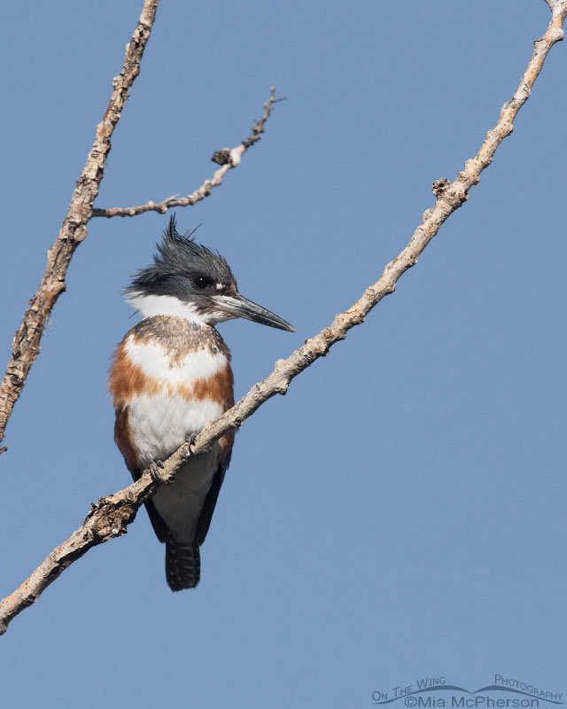 Female Belted Kingfisher in Salt Lake County, Utah