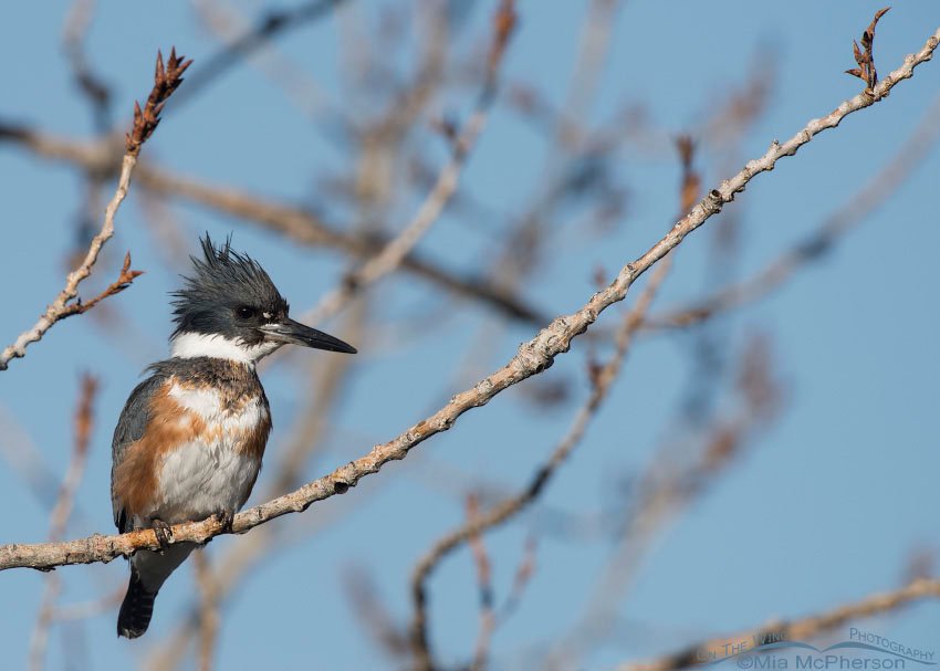 Perched female Belted Kingfisher in Salt Lake County, Utah