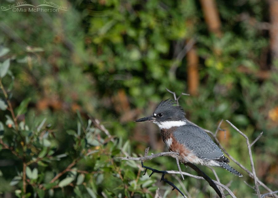 Juvenile Belted Kingfisher perched across a creek, Wasatch Mountains, Summit County, Utah