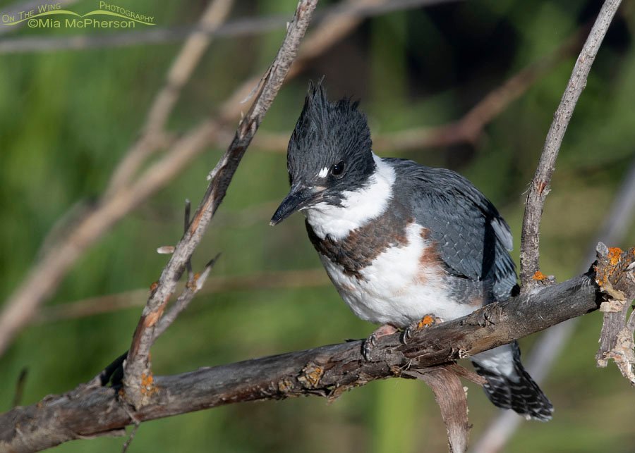 Immature Belted Kingfisher looking down at a creek, Wasatch Mountains, Summit County, Utah