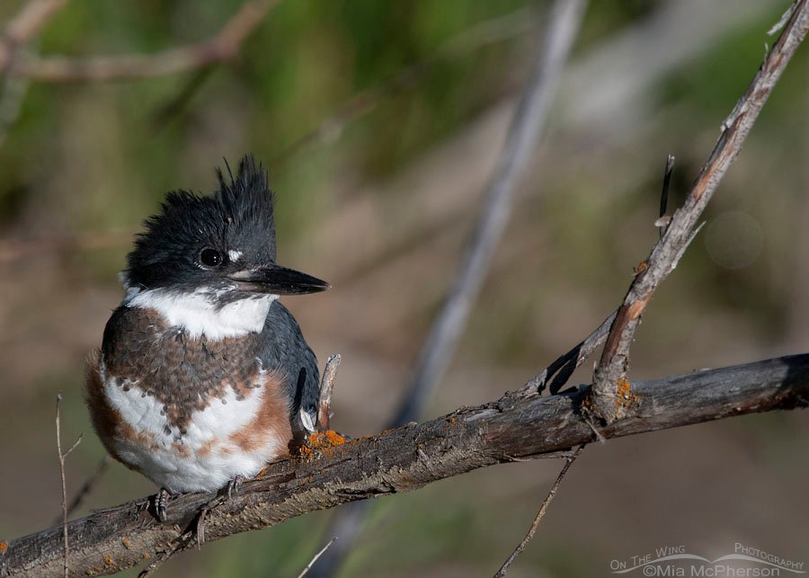 Immature Belted Kingfisher looking up towards the sky, Wasatch Mountains, Summit County, Utah