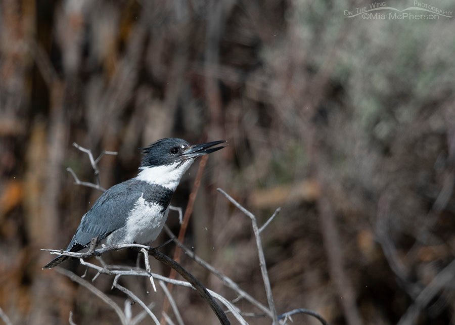 Male Belted Kingfisher swallowing a fish, Wasatch Mountains, Summit County, Utah