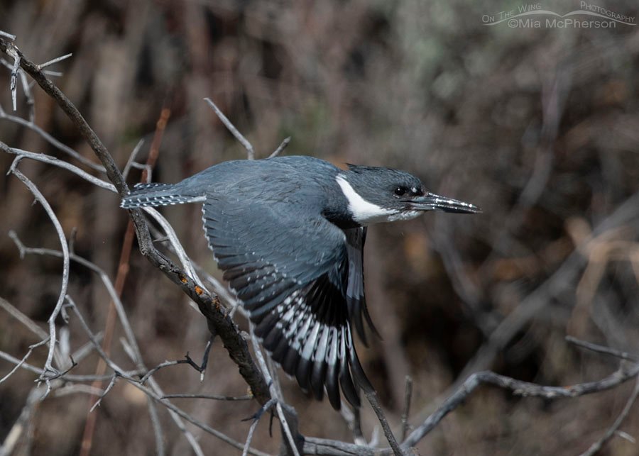 Belted Kingfisher male in flight, Wasatch Mountains, Summit County, Utah
