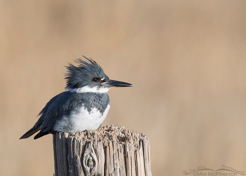 Resting Belted Kingfisher male, Farmington Bay WMA, Davis County, Utah