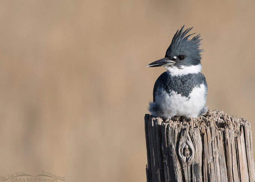 Perched Male Belted Kingfisher, Farmington Bay WMA, Davis County, Utah
