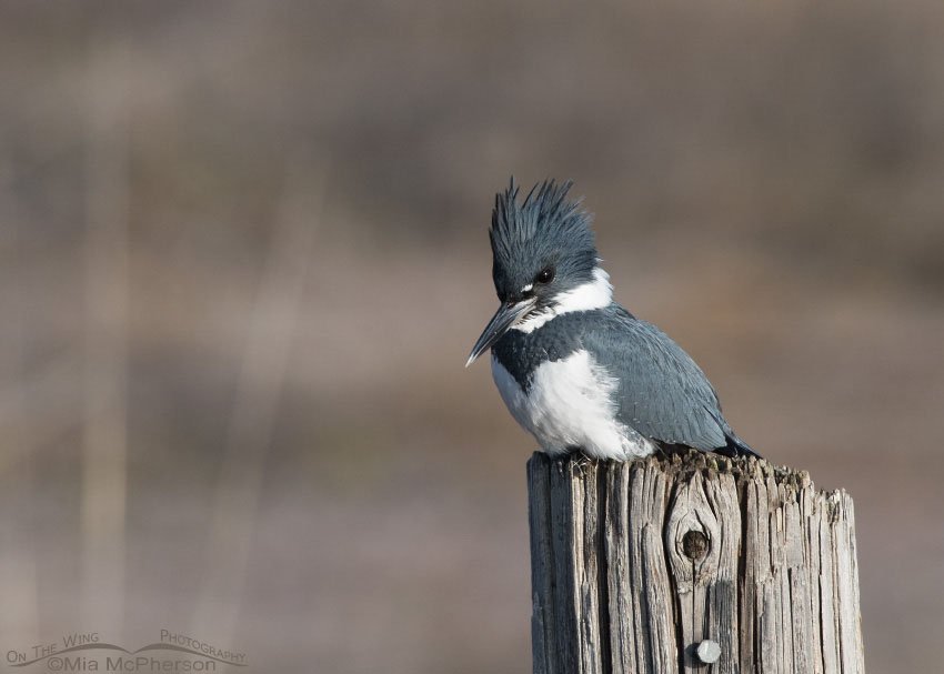 Belted Kingfisher at Farmington Bay WMA, Davis County, Utah