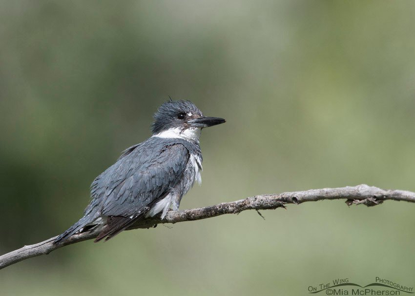 Male Belted Kingfisher perched on a thin branch, Salt Lake County, Utah