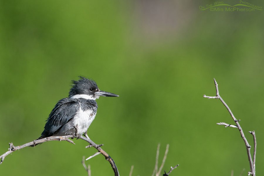 Male Belted Kingfisher in a mountain canyon, Wasatch Mountains, Summit County, Utah