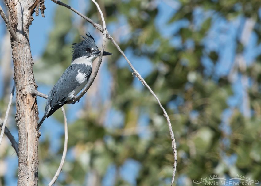 Fall Belted Kingfisher male, Salt Lake County, Utah