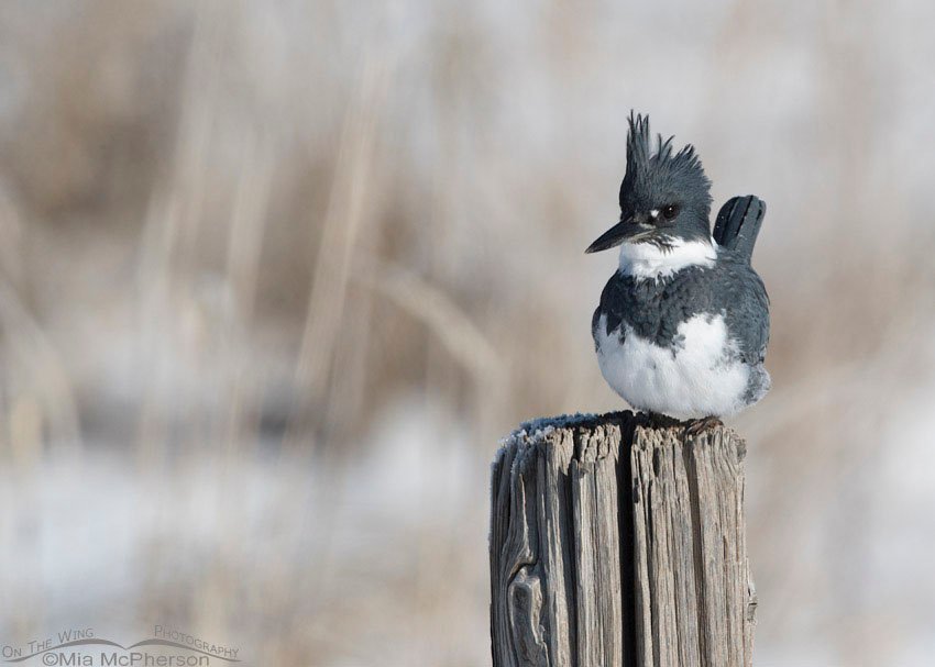 Perky looking male Belted Kingfisher, Farmington Bay WMA, Davis County, Utah