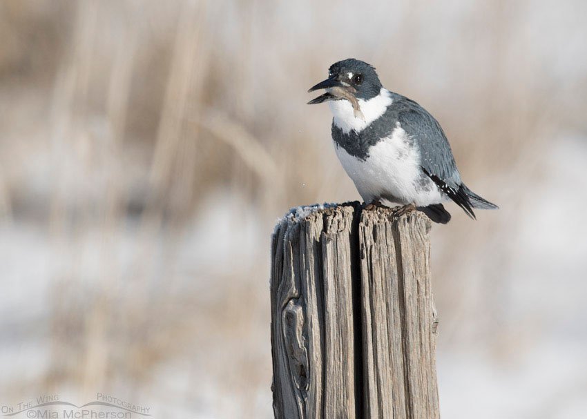 Male Belted Kingfisher with freshly caught prey, Farmington Bay WMA, Davis County, Utah