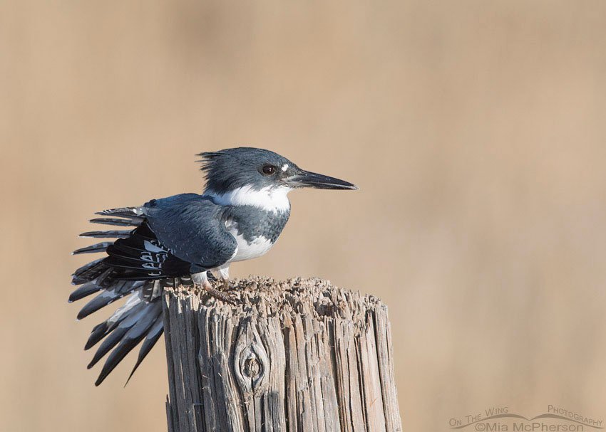 Perched male Belted Kingfisher at Farmington Bay, Farmington Bay WMA, Davis County, Utah