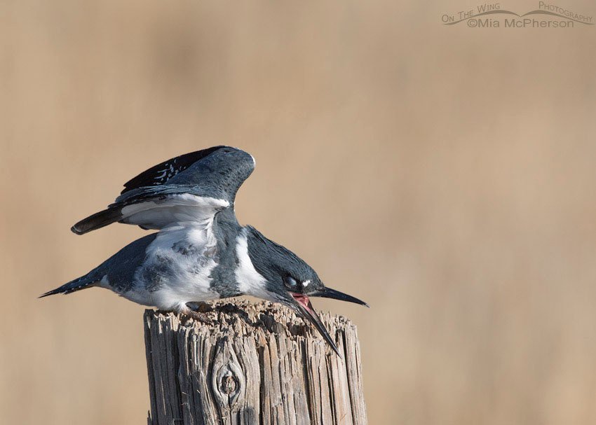 Belted Kingfisher with exposed nictitating membrane, Farmington Bay WMA, Davis County, Utah