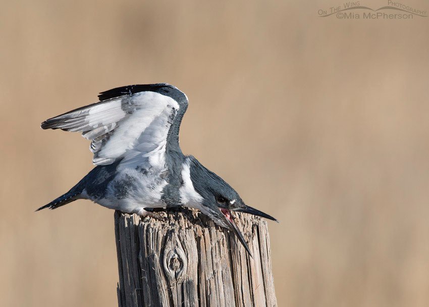 Male Belted Kingfisher wing lift with open bill, Farmington Bay WMA, Davis County, Utah