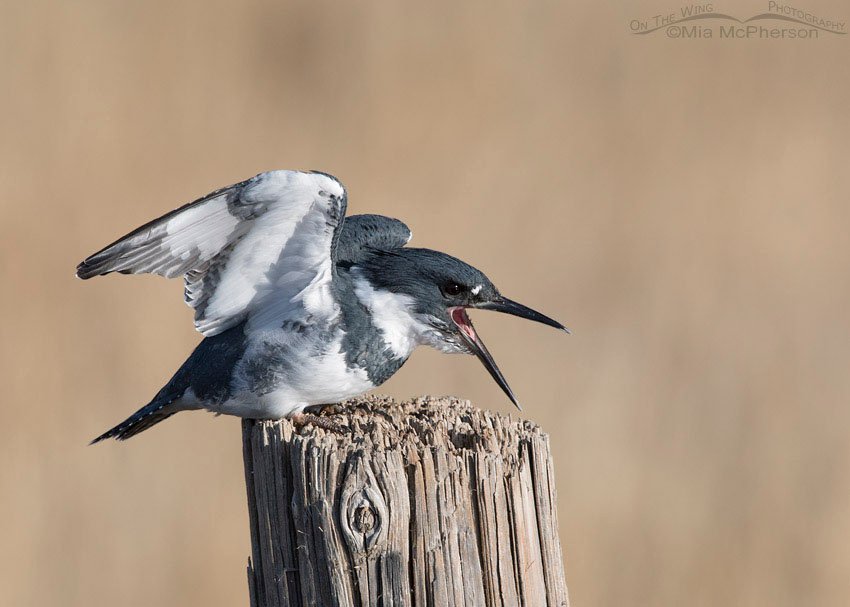 Male Belted Kingfisher with open bill, Farmington Bay WMA, Davis County, Utah