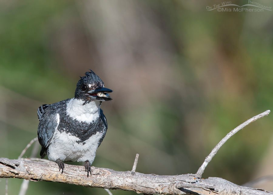 Adult male Belted Kingfisher with prey, Wasatch Mountains, Summit County, Utah