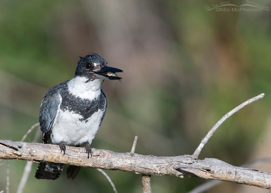 Adult Belted Kingfisher male with a small fish, Wasatch Mountains, Summit County, Utah
