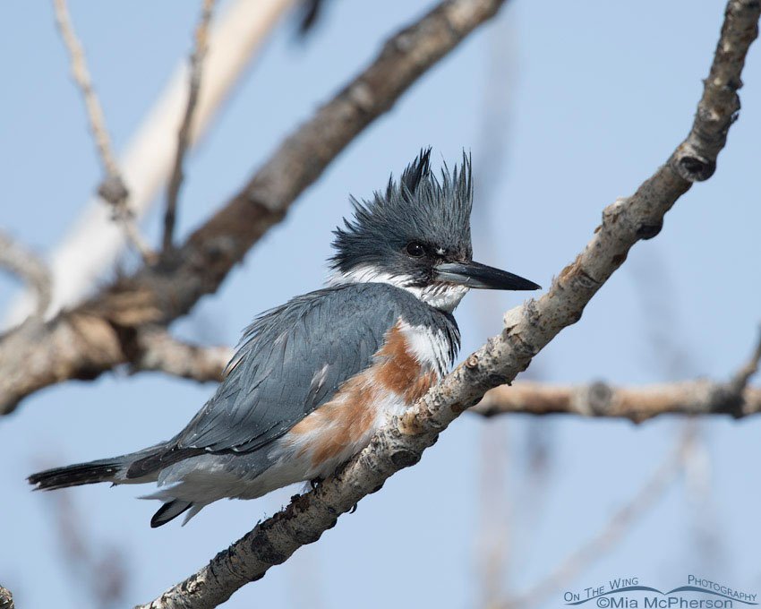 Female Belted Kingfisher perched in a tree, Salt Lake County, Utah