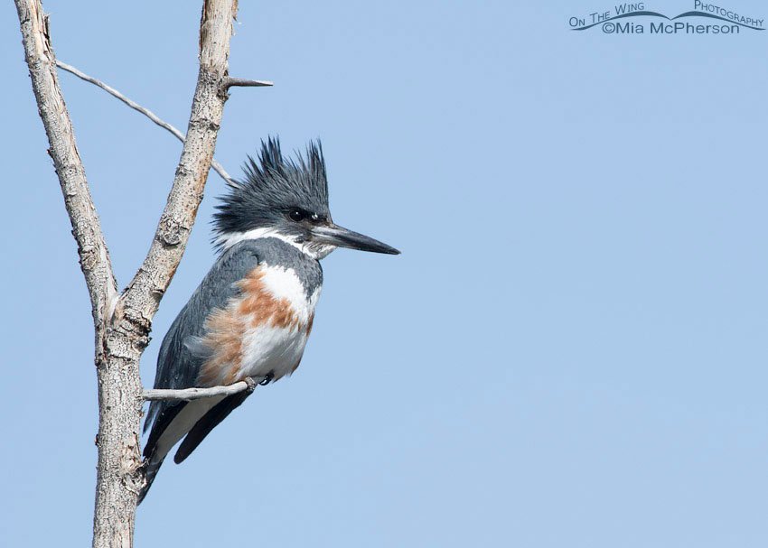 Belted Kingfisher female perched over a pond, Salt Lake County, Utah