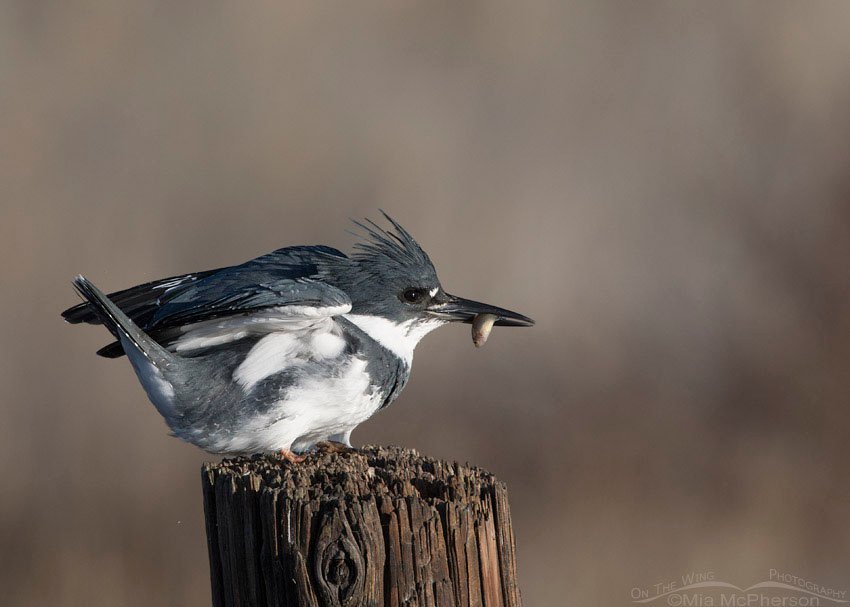 Male Belted Kingfisher with tiny fish, Farmington Bay WMA, Davis County, Utah