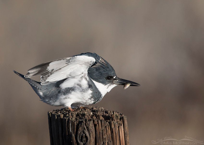 Male Belted Kingfisher landing with prey, Farmington Bay WMA, Davis County, Utah