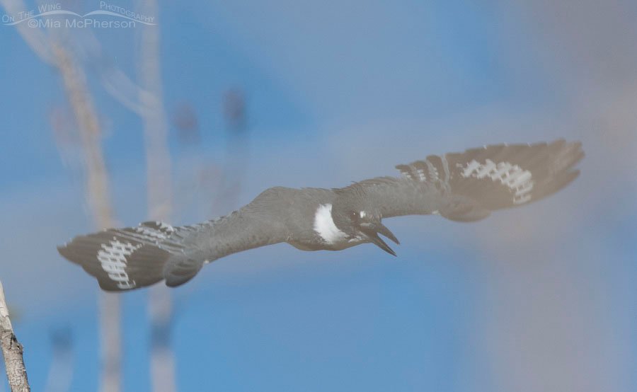 Belted Kingfisher in flight - In Stealth Mode, Salt Lake County, Utah
