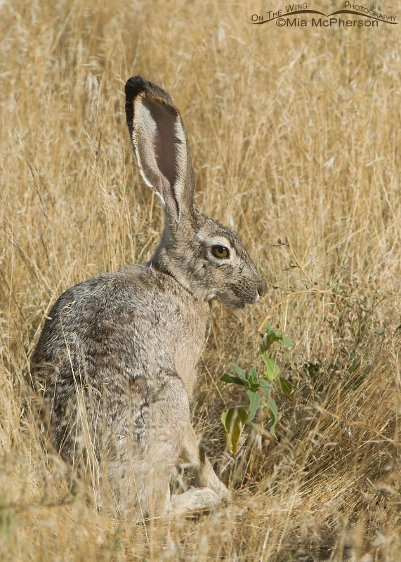 Black-tailed Jackrabbit in grasses, Antelope Island State Park, Davis County, Utah