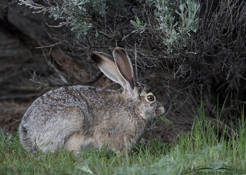 Black-tailed Jackrabbit eating grass, Antelope Island State Park, Davis County, Utah