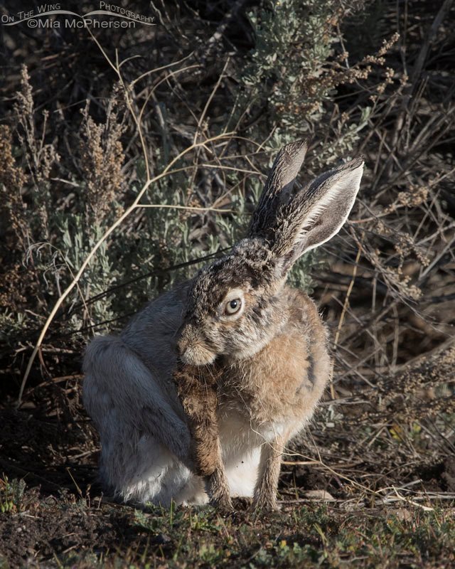 Black-tailed Jackrabbit with odd colored eyes, Antelope Island State Park, Davis County, Utah