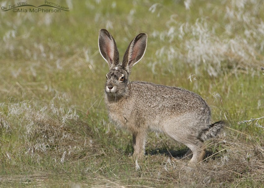 Serious looking Black-tailed Jackrabbit, Antelope Island State Park, Davis County, Utah