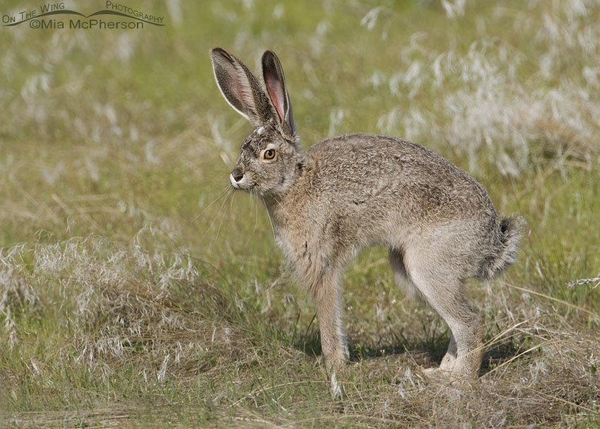 Black-tailed Jackrabbit stretching, Antelope Island State Park, Davis County, Utah