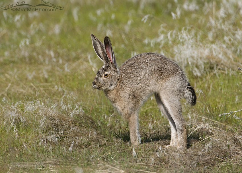 Black-tailed Jackrabbit super stretch, Antelope Island State Park, Davis County, Utah