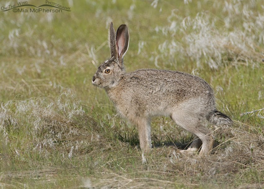 Black-tailed Jackrabbit starting to relax, Antelope Island State Park, Davis County, Utah