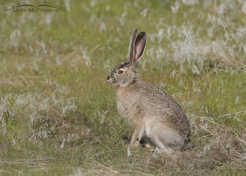 Relaxed Black-tailed Jackrabbit on a spring morning, Antelope Island State Park, Davis County, Utah
