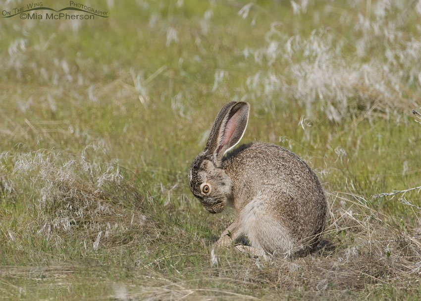 Black-tailed Jackrabbit grooming, Antelope Island State Park, Davis County, Utah