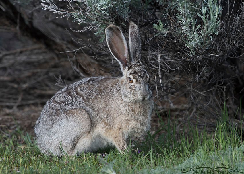Black-tailed Jackrabbit resting near sagebrush, Antelope Island State Park, Davis County, Utah