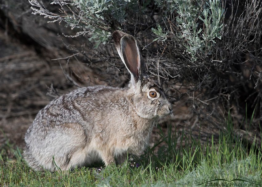 Black-tailed Jackrabbit under a sagebrush, Antelope Island State Park, Davis County, Utah