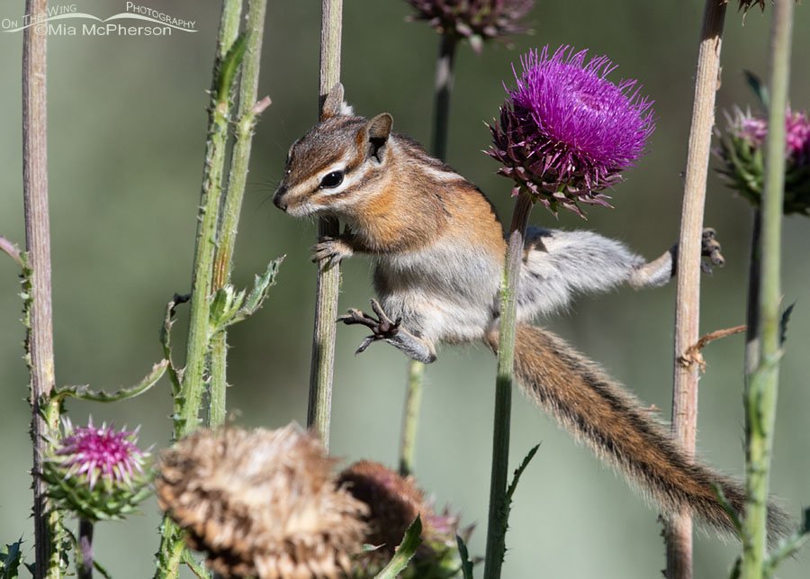 Least Chipmunk stretching out in a thistle, Wasatch Mountains, Morgan County, Utah