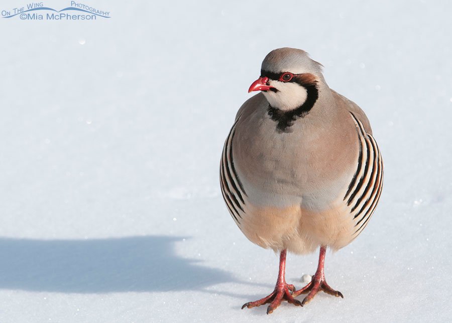 Adult Chukar standing on top of snow, Antelope Island State Park, Davis County, Utah
