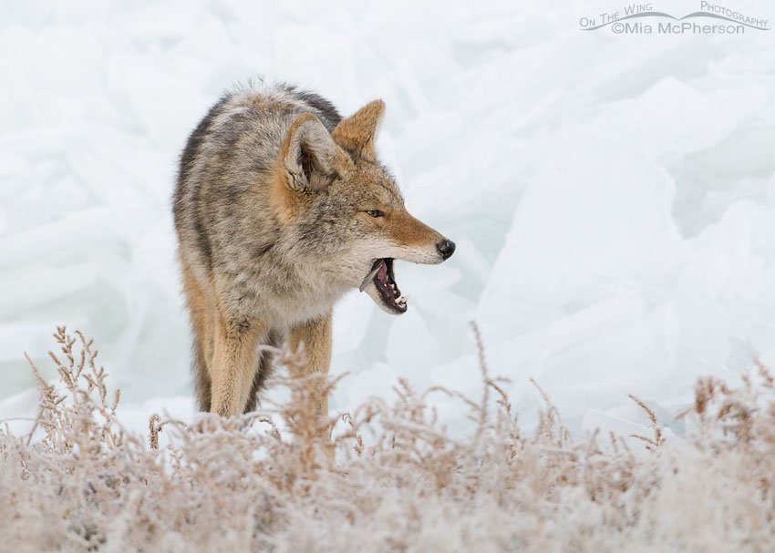 Ack! Coyote with a feather on their tongue, Antelope Island State Park, Davis County, Utah