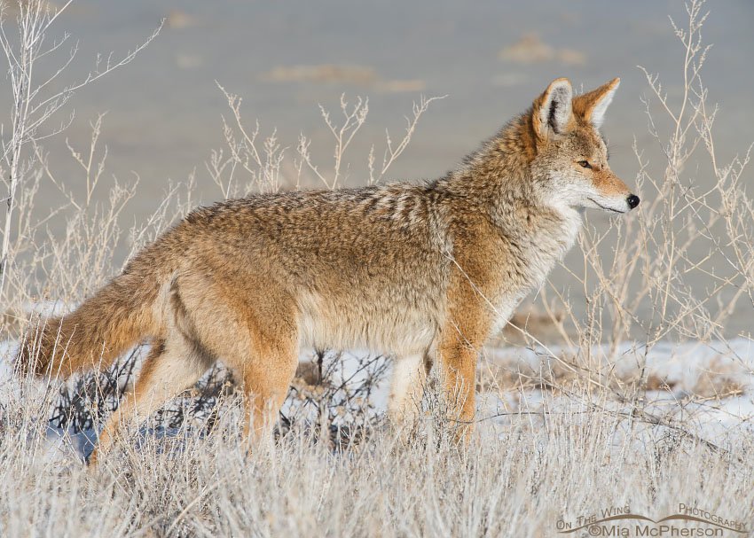 An alert Coyote, Antelope Island State Park, Davis County, Utah