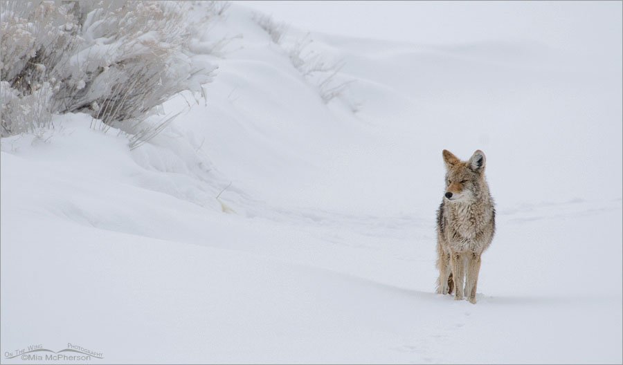 Coyote and snow drifts, Antelope Island State Park, Davis County, Utah